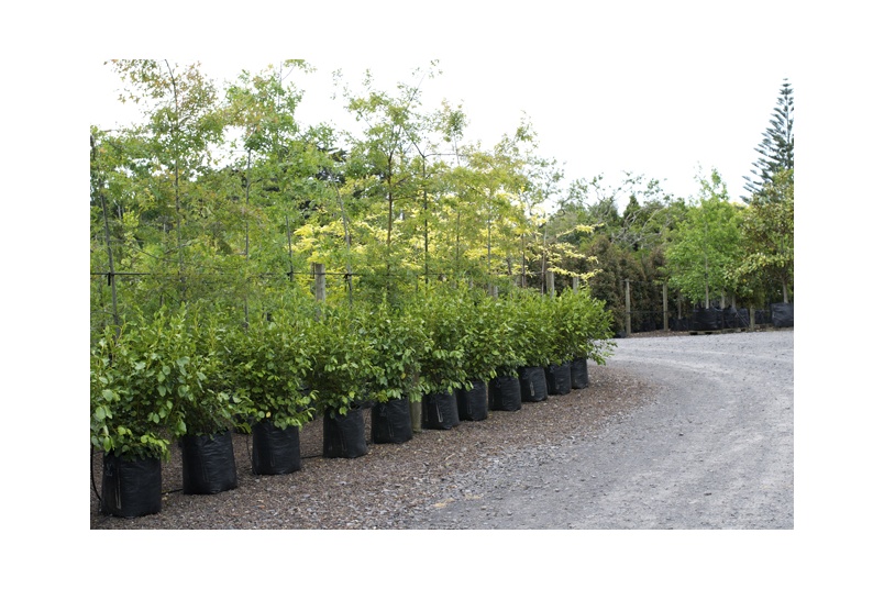 Tree Nursery by Specimen Tree Company Selector
